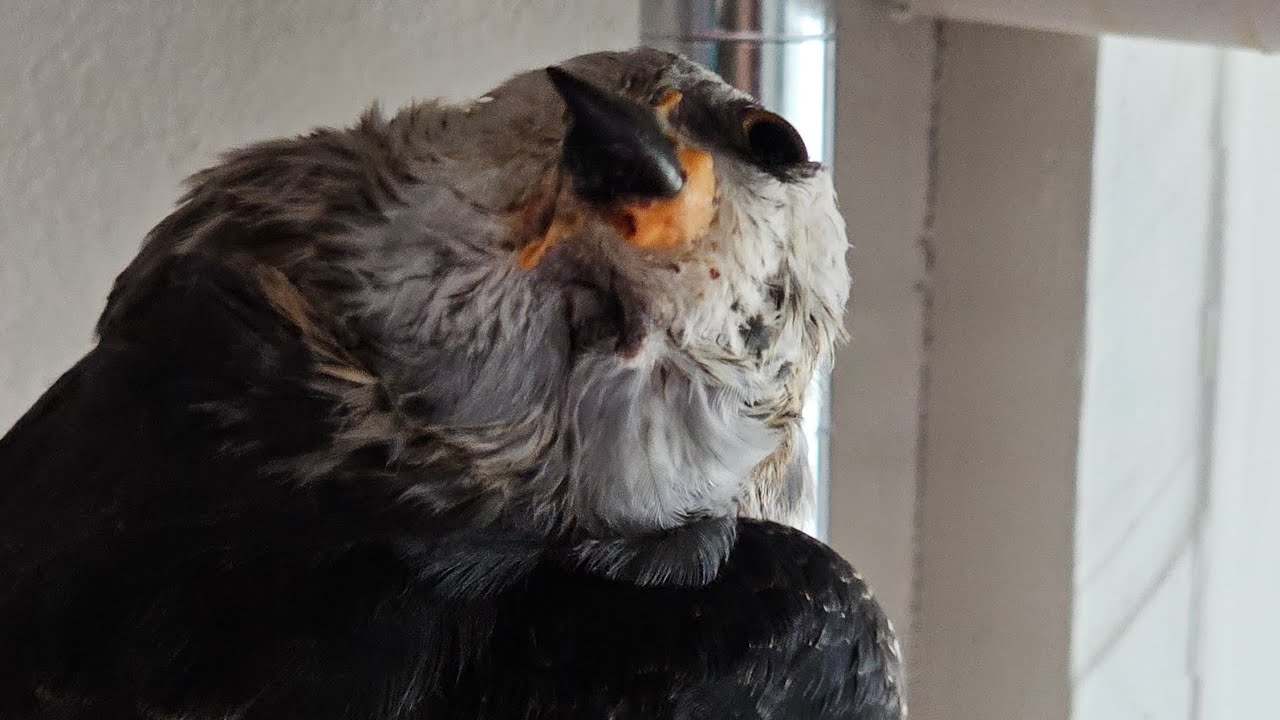 What to do when you find a grounded baby bird