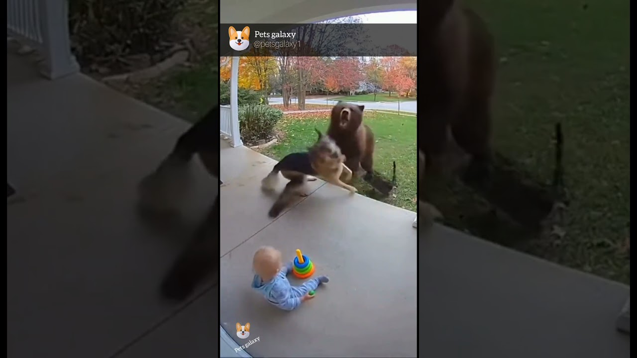 "Dog and Cat Team Up to Save Baby from Bear | Real CCTV Footage"🐕🤝🏻🐈