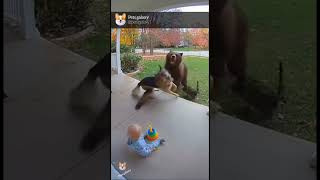 Dog And Cat Team Up To Save Baby From Bear Real Cctv Footage