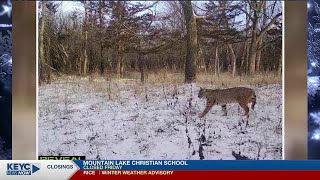 DNR confirms Mankato bobcat sighting