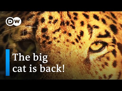Argentina: Return of the jaguars | DW Documentary [Nature Documentary]