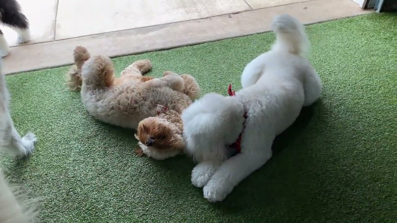 #wigglebuttwednesday