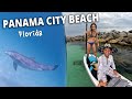 Swim with dolphins  st andrews state park  panama city beach florida