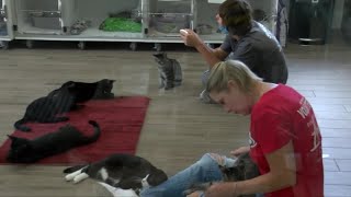Mission to 'rescue, rehab and re-home' pets intensifies with homelessness