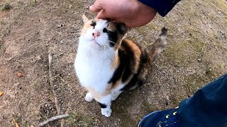 駆け寄ってきてすぐ背中を向けて腰トントンを要求する三毛猫が可愛過ぎる