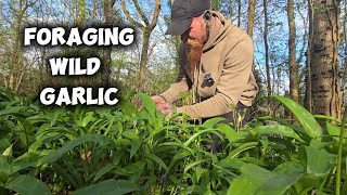 Wild Garlic Foraging Guide