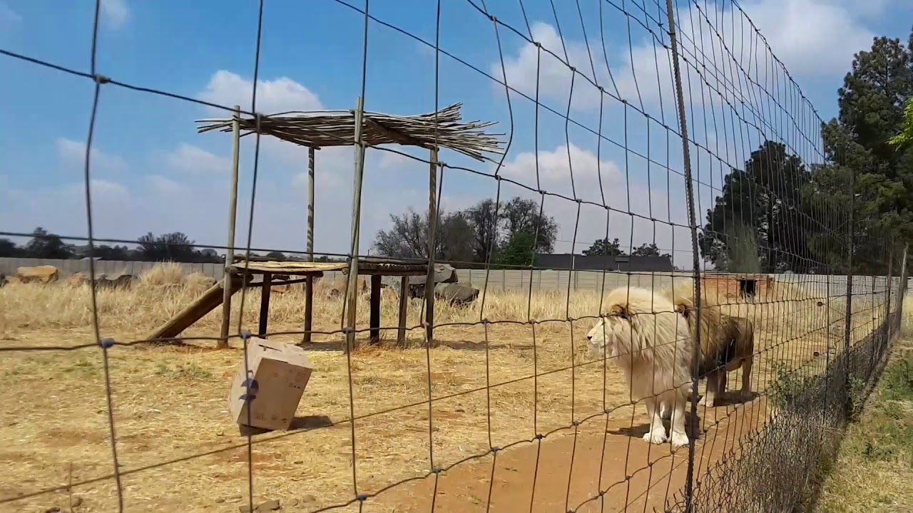 BIG CATS love Cardboard Boxes Box Too | Africa Lions Boys Play Like