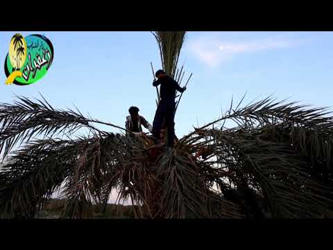 حكايات بلادي الحلقة 2 اللاقمي