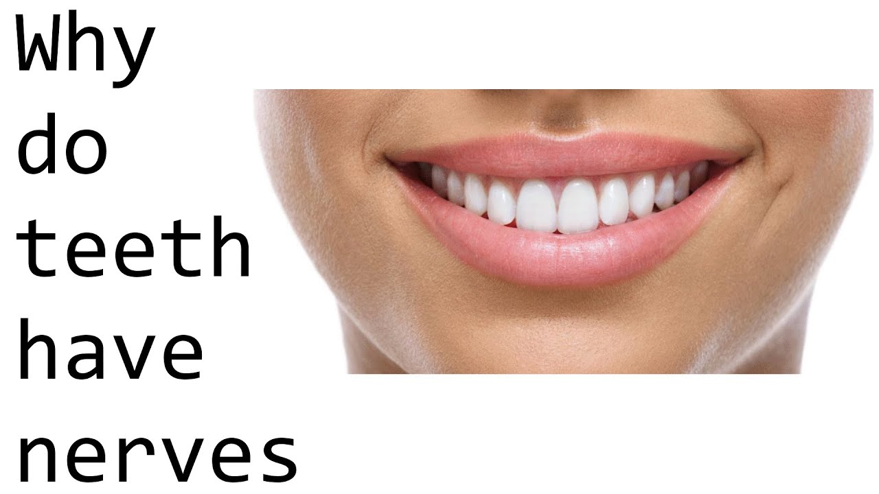 Why Do Teeth Have Nerves Why Do Teeth Have Nerves