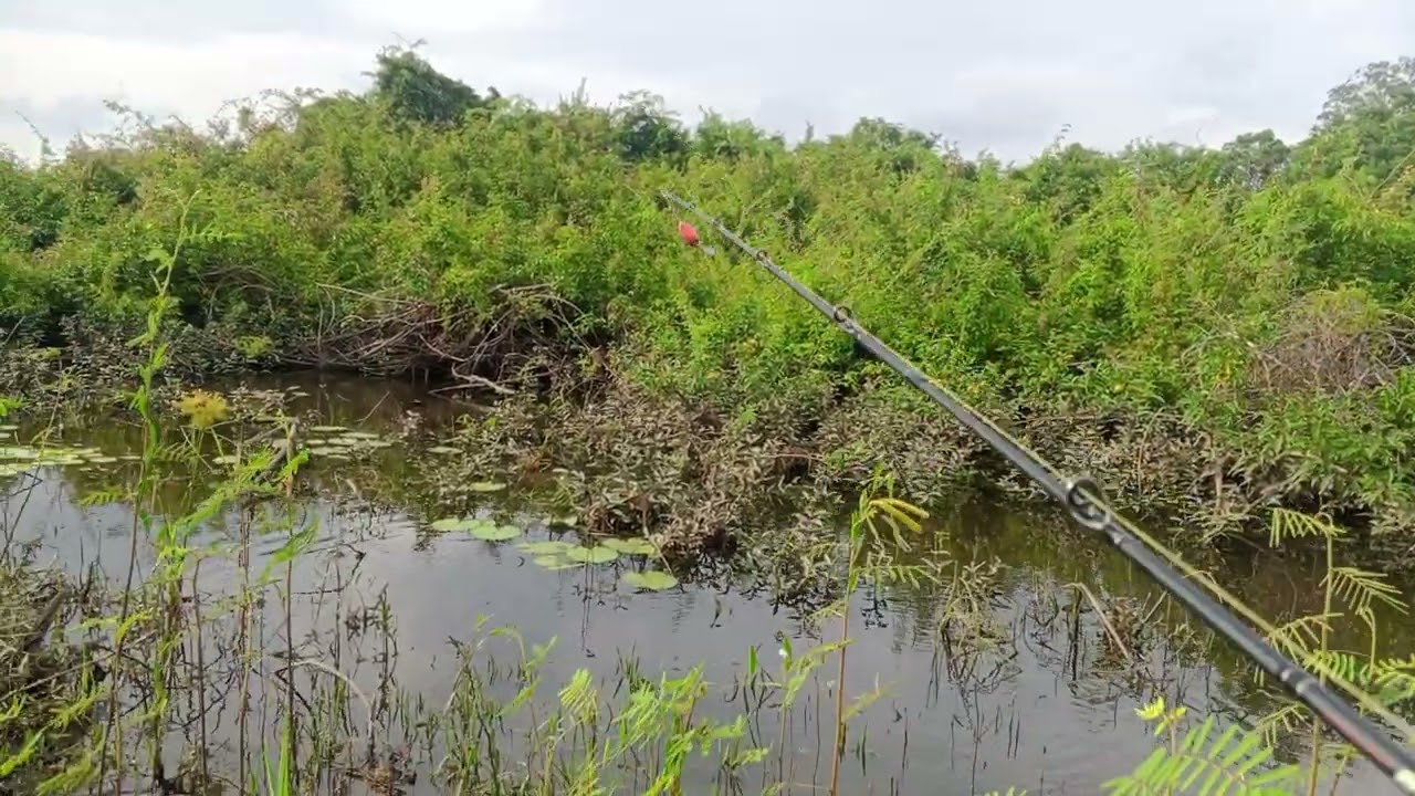 Spot Mancing banyak Putri Malu Pinggir Tumpukan Kayu | Mancing | Casting Ikan Gabus #fishing