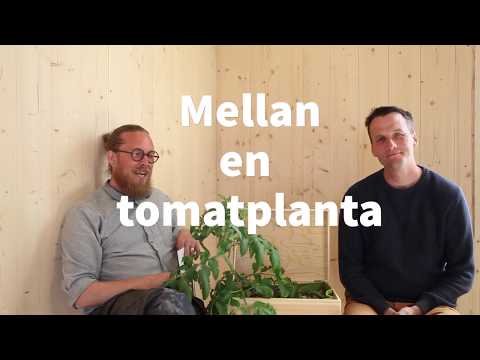 Video: När ska man plantera cannafrön?