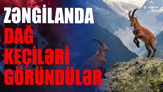 Zəngilan Qayalıqlarında Dağ Keçilərinin Görüntüləri