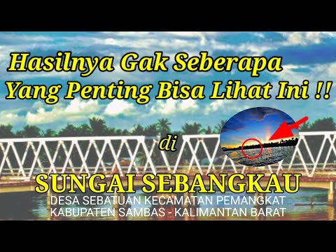 MANCING UDANG KETEMU BEGINIAN - Sungai Sebangkau Kalimantan Barat #003