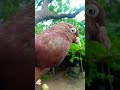 😃💁ଆଜି ଆଣିଲୁ ଆହୁରି ଗୋଟେ cross breed ପାରା..🙏Plz subscribe ..Pigeon videos.. | #pigeon #shorts #odisha