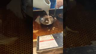 Funnel Cake at the Royals Game! screenshot 2