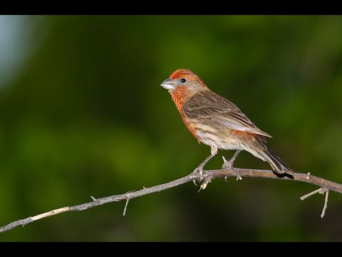 House Finch (