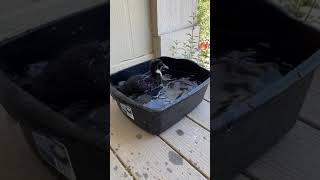 Pingu Takes a Bath