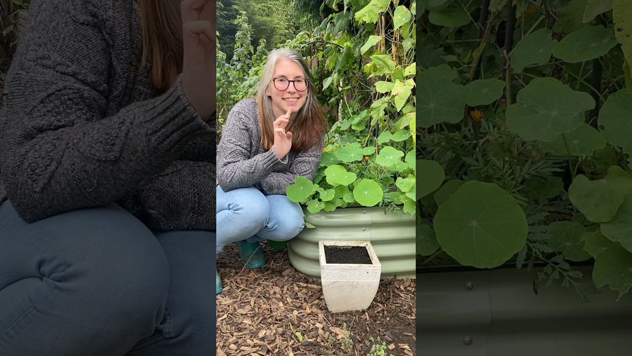 Urban gardening Saffron for anyone to harvest!