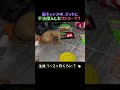 雨キャンプ中、テントに不法侵入したワンコ…？？
