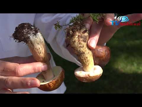 Wideo: Czy grzyby jadalne mogą stać się trujące?