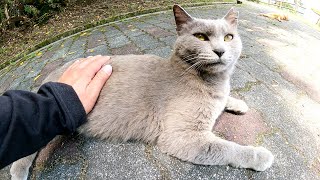 灰色猫をモフっていたら「ベタベタ触らないでくれる！？」と怒られた