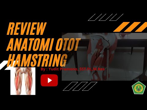 Video: Otot Hamstring Perkasa: Anatomi, Kecederaan & Latihan