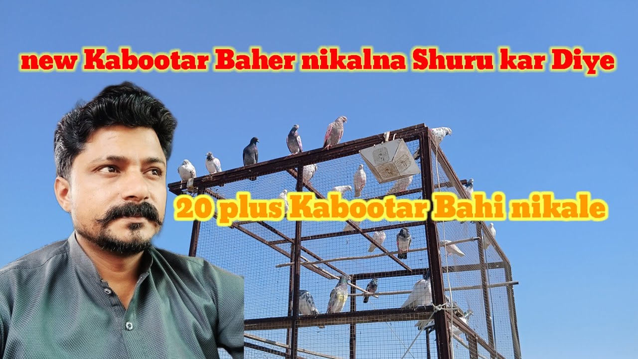 new Kabootar Bahi nikalna Shuru kar di hai, 20 plus Kabootar Bahe nikale/ Ateeq AD vlogs