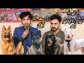 College Road Rawalpindi | Best Dogs In 2026 | Shahzain Animals Vlogs