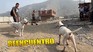 DOGO ARGENTINO se reencuentra con su padre