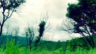 ကယားပြည်နယ် ဖရူဆိုမြို့နယ် ဟိုယာဒေသမှာရှိတဲ့ ဆင်ဖြူတောင်