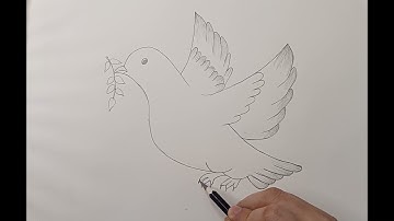 How to Draw a Peace Dove with Olive Branch | Easy Dove Drawing Step by Step