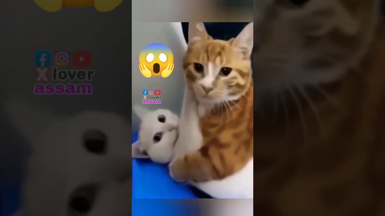 assamese new instagram reels | X lover funny comedy assamese video | #assamese #viral