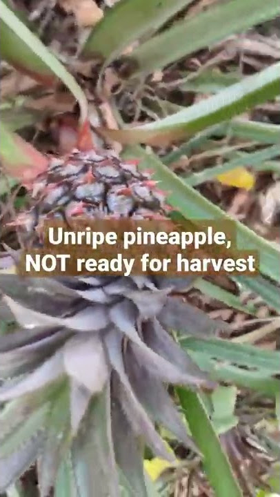 How pineapples are grown