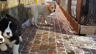 Щенок алабая среднеазиатской овчарки девочка Адель Гаяр Гаяс , Продажа ! ( купить щенка ) Щенок алабая среднеазиатской овчарки девочка Адель Гаяр Гаяс , Продажа ! ( купить щенка )