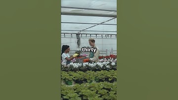 Trees That Produce MORE Oxygen?! A New Hope in the Fight Against Smog!