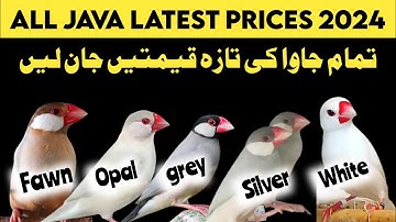 All java Price 2024 | white java | Silver jawa | opal java | albino java | fawn java