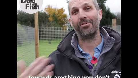 STOP!!! How to teach your dog an emergency stop