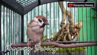 PANCINGAN BURUNG GEREJA AGAR CEPAT GACOR _ MASTERAN GEREJA TARUNG