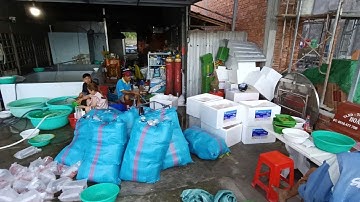 Tôm càng xanh toàn đực - tôm gia hóa 2 giai đoạn - thẻ thái- cua giống!!! Bên em có mỗi ngày nhe!!