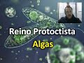 Algas - Reino Protoctista