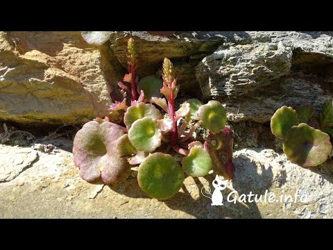 Video: Physalis vulgaris: descripción, propiedades, cultivo y uso