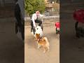 チェンソーマンに影響された飼い主。#shorts