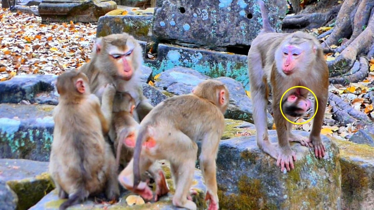 Monkey Lauy, what is She saying to her LEXI..?