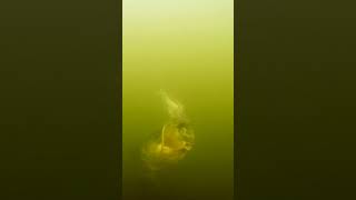It Cant Be Real Zombie Fish Attack shorts new fishing 