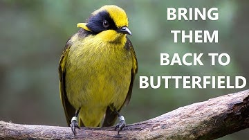 Birds in Butterfield: Helmeted Honeyeater