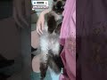 _Anteng kayak bayi,. #catshorts #catvideos #mozzamam #kucingcomel