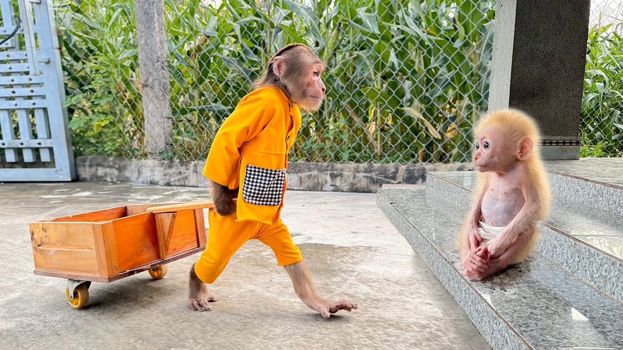 CUTIS excited meet baby monkey again but in this sad surprise way!