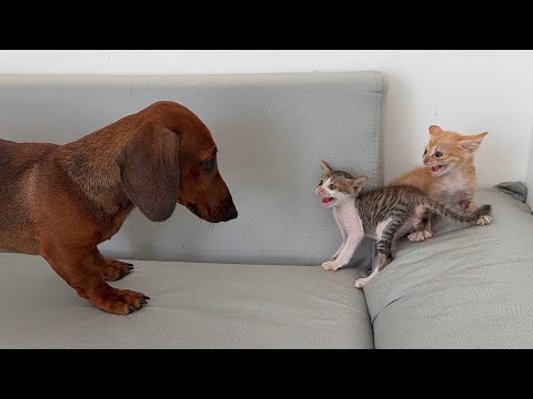 The world's fiercest kitten was won over by a dachshund puppy with its kindness and gentleness.