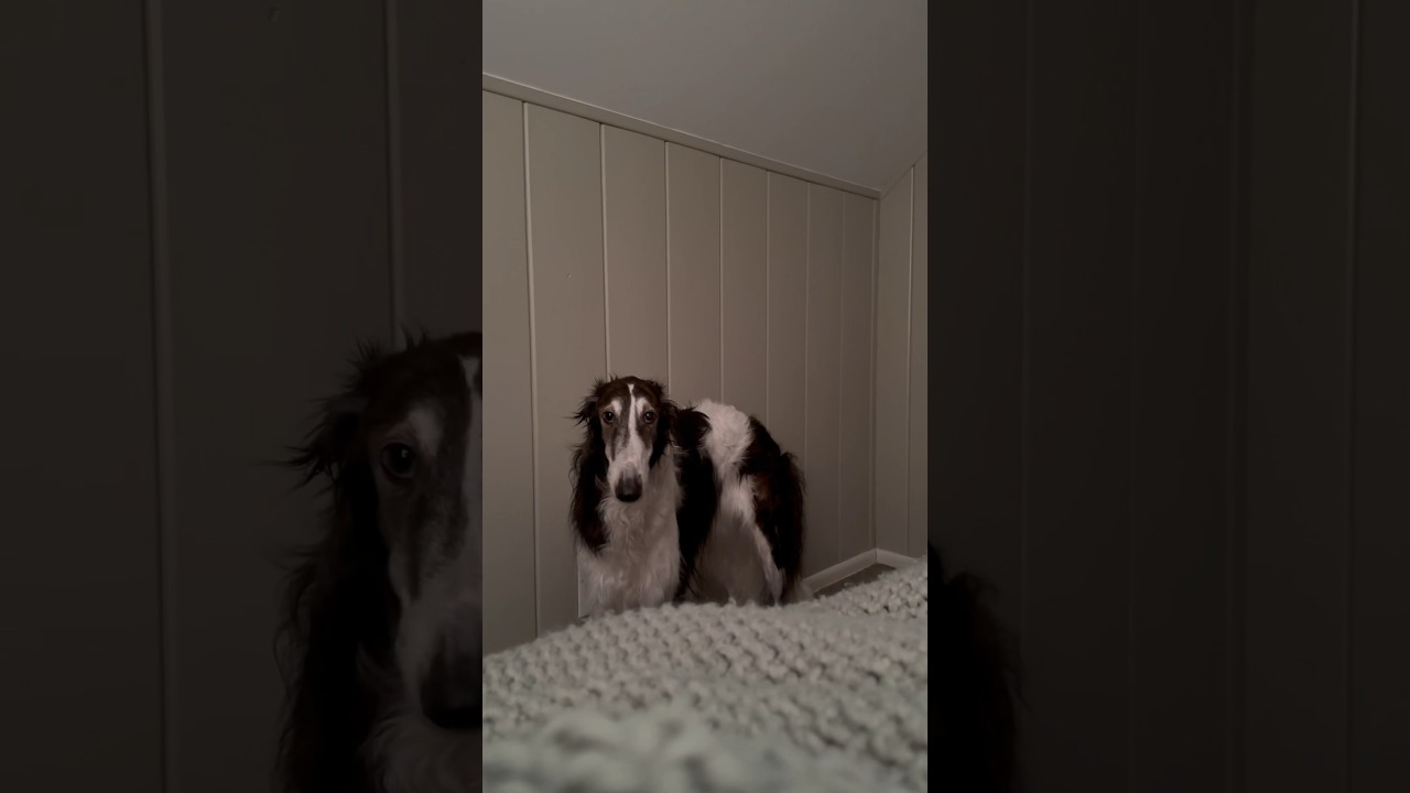 как заставить вашу борзую хорошо провести день, часть 1 