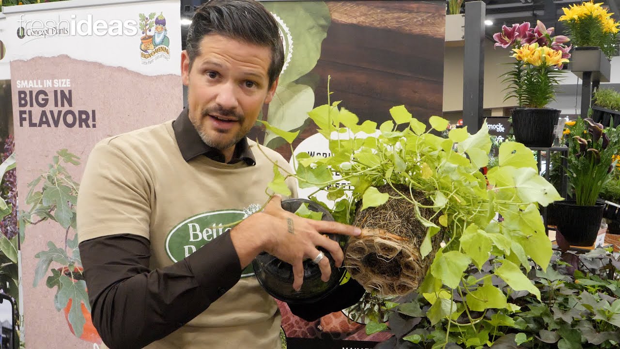 Concept Plants Introduces Revolutionary New Plant Varieties